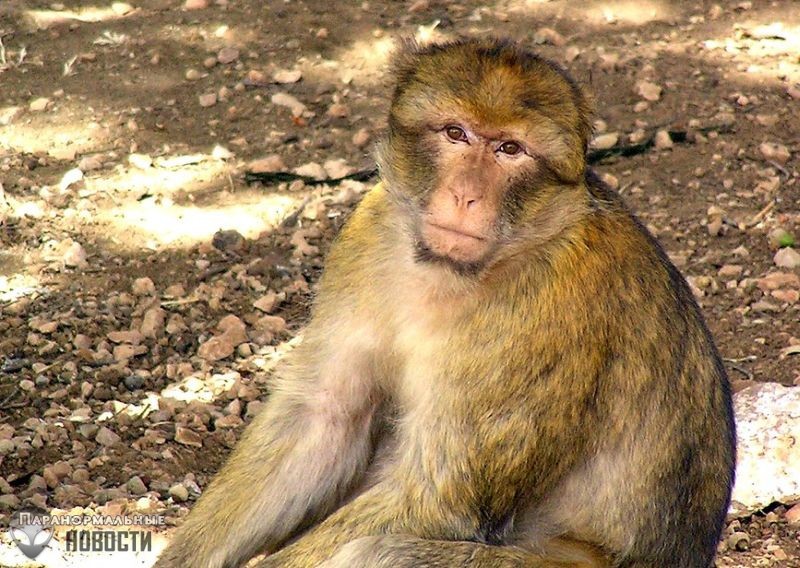 Призрак обезьяны-убийцы в древнем замке Уэльса Призрак обезьяны-убийцы в древнем замке Уэльса