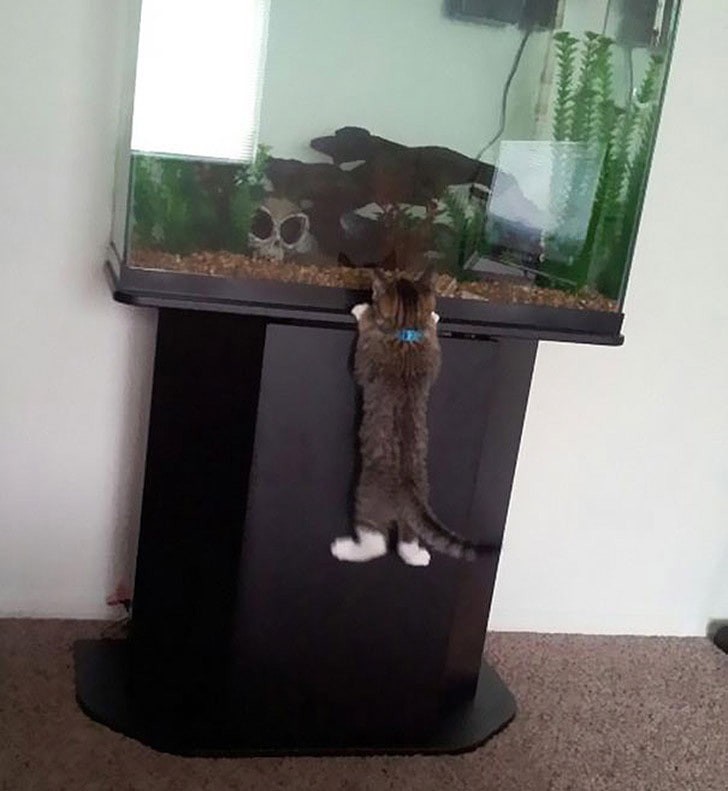 11 фото котов, которые готовы на все ради еды