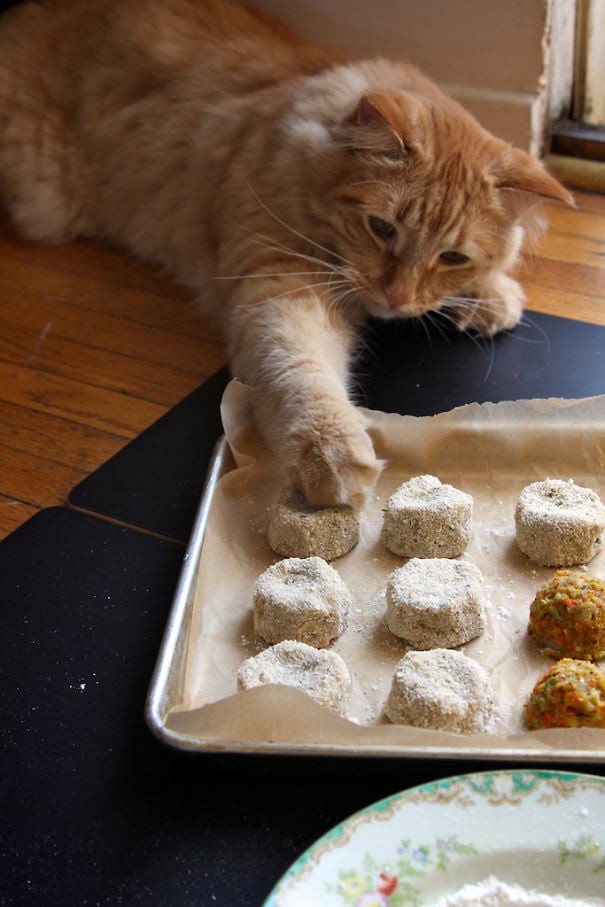 11 фото котов, которые готовы на все ради еды