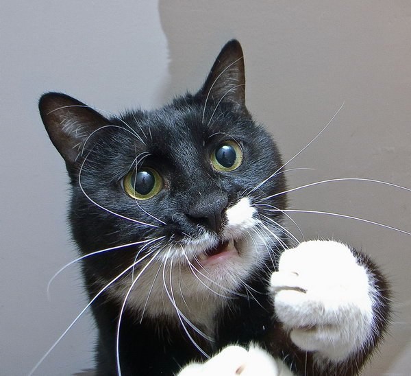 11 фото котов, которые готовы на все ради еды