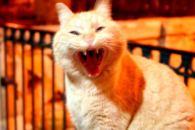 10 фото, на которых кошки заняты человеческими делами