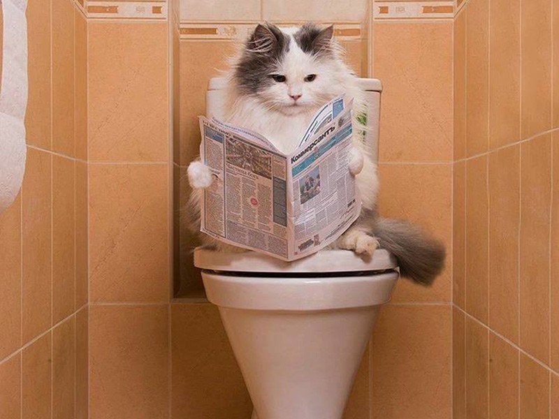 10 фото, на которых кошки заняты человеческими делами