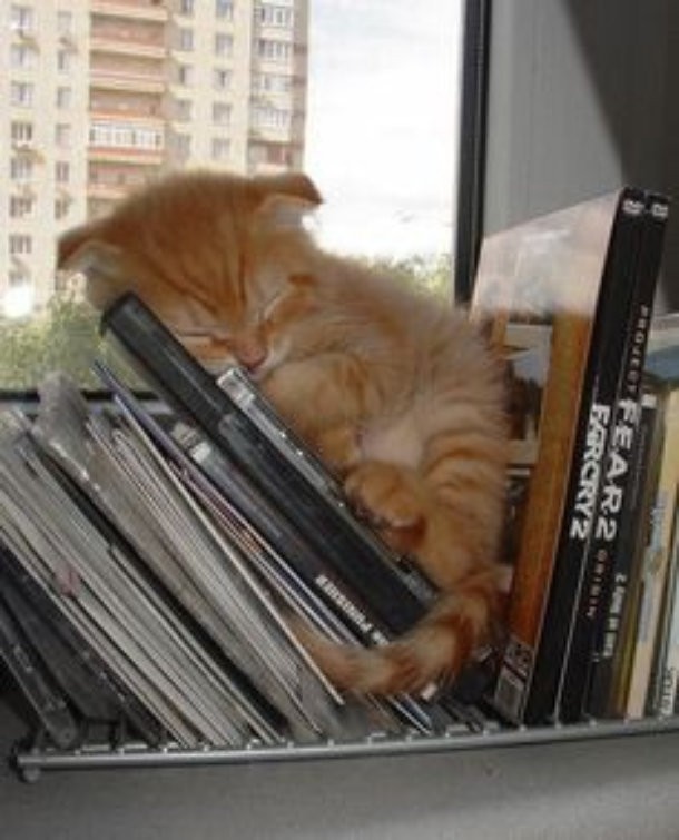 10 фотографий кошек, которые отказываются быть нормальными
