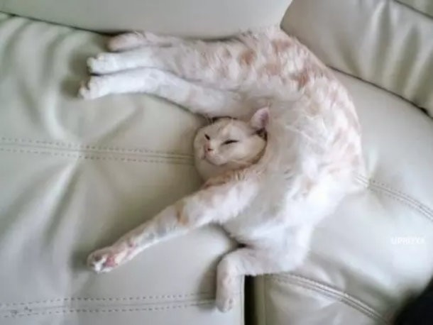 10 фотографий кошек, которые отказываются быть нормальными