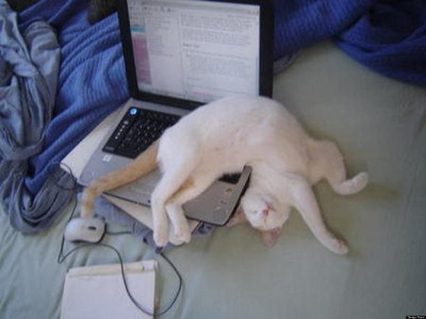 10 фотографий кошек, которые отказываются быть нормальными