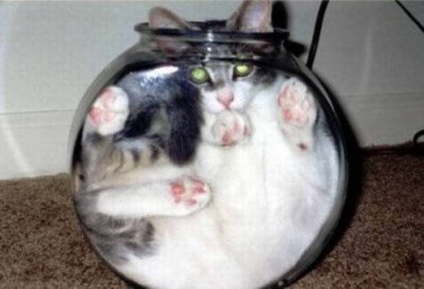 10 фотографий кошек, которые отказываются быть нормальными