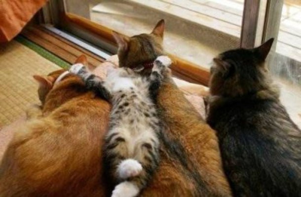 10 фотографий кошек, которые отказываются быть нормальными