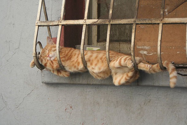 10 фотографий кошек, которые отказываются быть нормальными