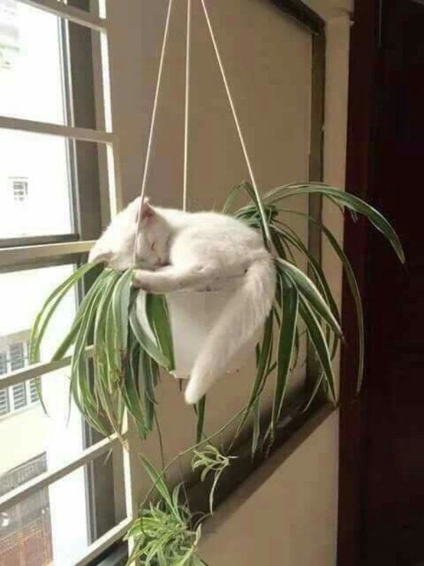 10 фотографий кошек, которые отказываются быть нормальными