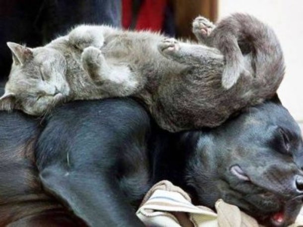 10 фотографий кошек, которые отказываются быть нормальными