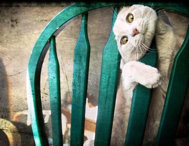 10 фото собак и кошек, которые сожалеют об использовании человеческой мебели