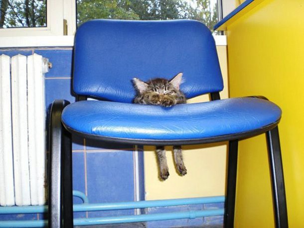 10 фото собак и кошек, которые сожалеют об использовании человеческой мебели