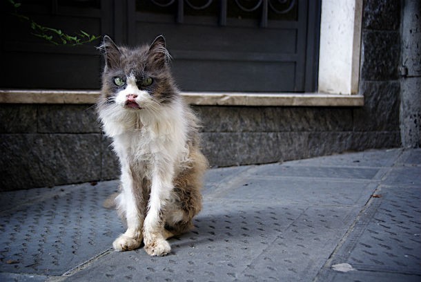 10 фото самых некрасивых кошек, которых вы когда-либо видели