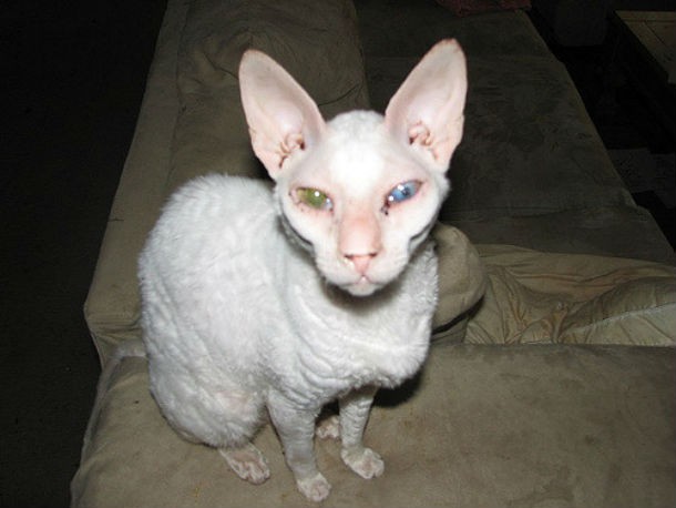 10 фото самых некрасивых кошек, которых вы когда-либо видели
