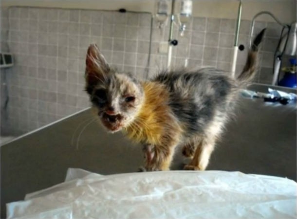 10 фото самых некрасивых кошек, которых вы когда-либо видели