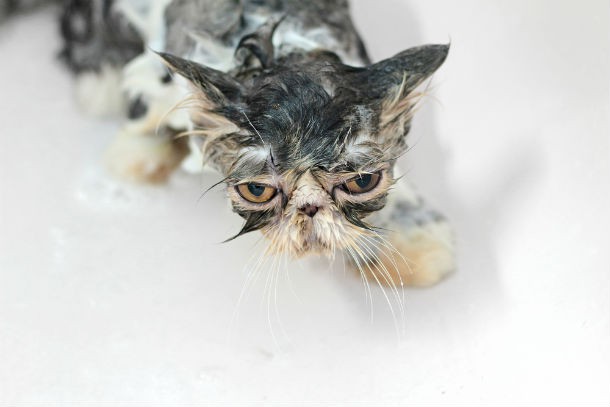 10 фото самых некрасивых кошек, которых вы когда-либо видели