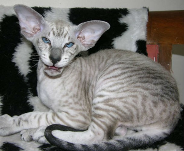 10 фото самых некрасивых кошек, которых вы когда-либо видели