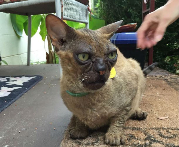 10 фото самых некрасивых кошек, которых вы когда-либо видели