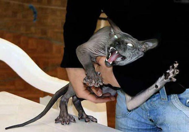 10 фото самых некрасивых кошек, которых вы когда-либо видели
