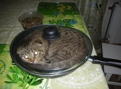 10 смешных фото котов, застрявших в вещах