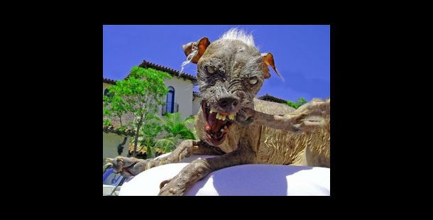 10 фото самых некрасивых собак, которых вы когда-либо видели