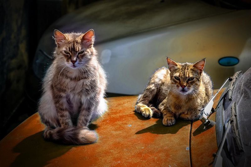 10 фото действительно опасных котов