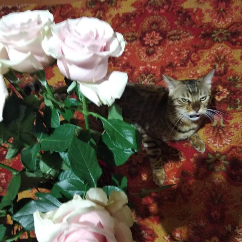 10 фото действительно опасных котов