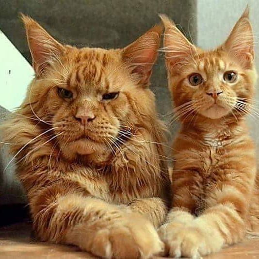 10 фото действительно опасных котов