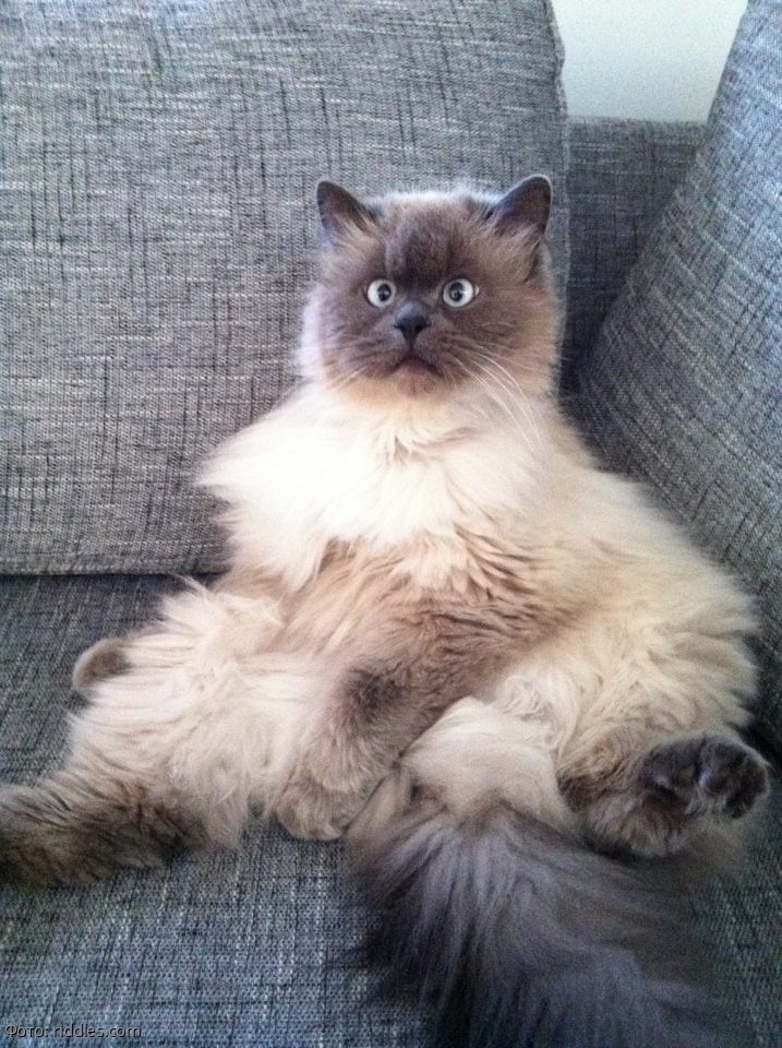 10 котов и собак, которые не очень удачно получились на фото
