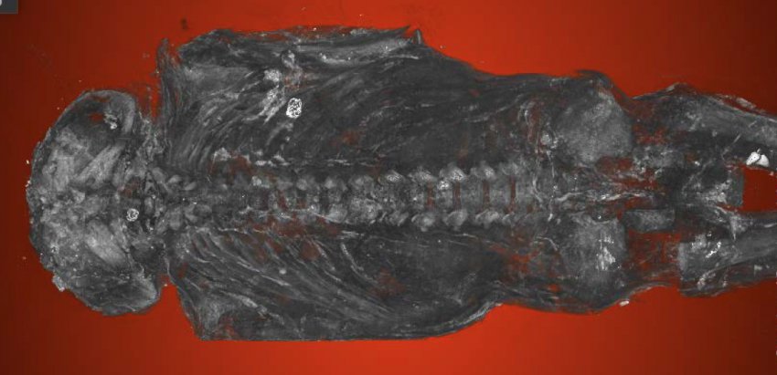 Мумия 2100-летнего ястреба оказалась человеческим младенцем