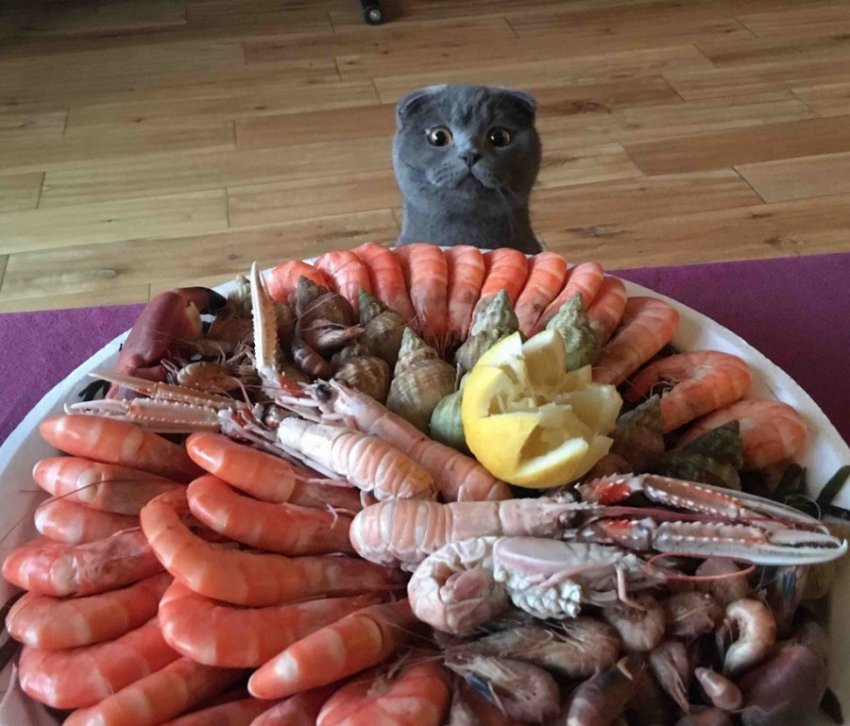 11 фото котов, которые готовы на все ради еды