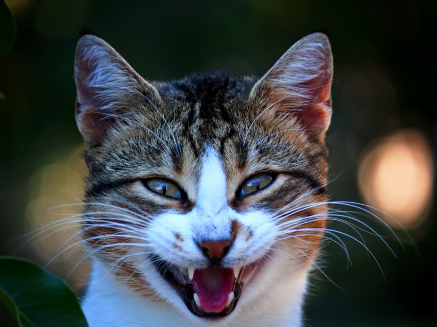 Фотографии котов, которые нашли повод улыбнуться