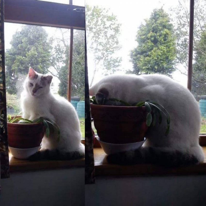 10 фото котов, которые не отличаются умом и сообразительностью