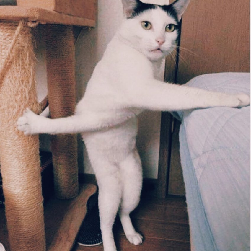 10 фото котов, которые не отличаются умом и сообразительностью