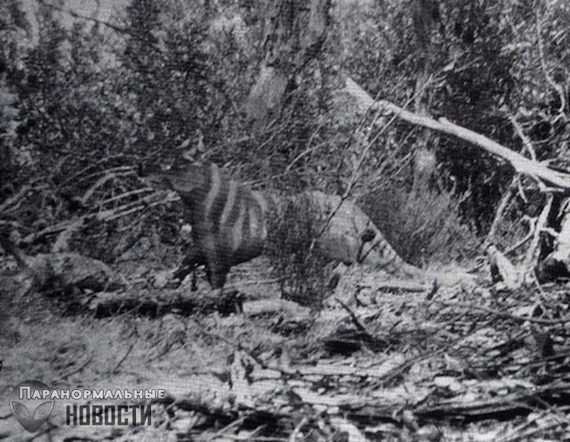 Самые обсуждаемые фотографии загадочных животных - Paranormal-news.ru