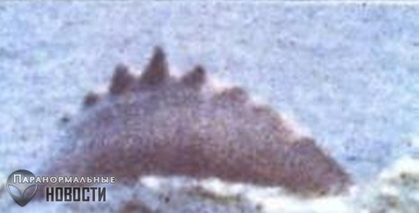 Самые обсуждаемые фотографии загадочных животных - Paranormal-news.ru