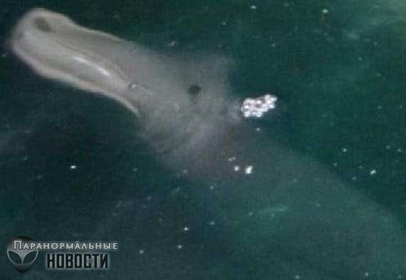 Самые обсуждаемые фотографии загадочных животных - Paranormal-news.ru