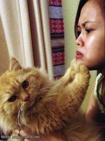 10 фото котов, которые терпеть не могут обниматься и целоваться