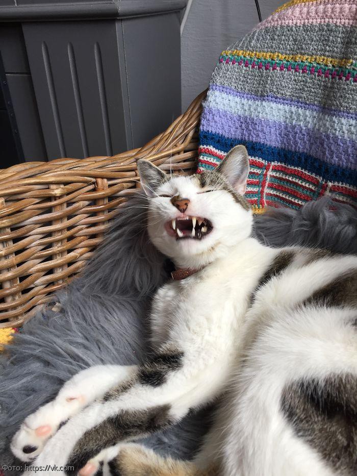 10 смешных котов, которых неожиданно сфотографировали