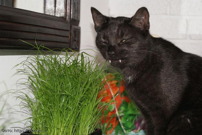 10 смешных котов, которых неожиданно сфотографировали