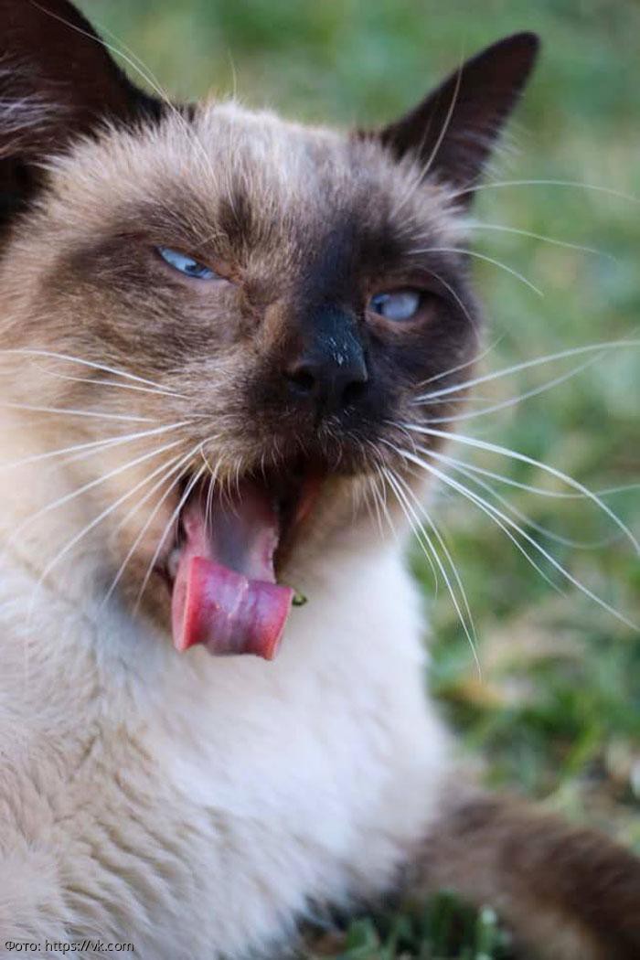 10 смешных котов, которых неожиданно сфотографировали