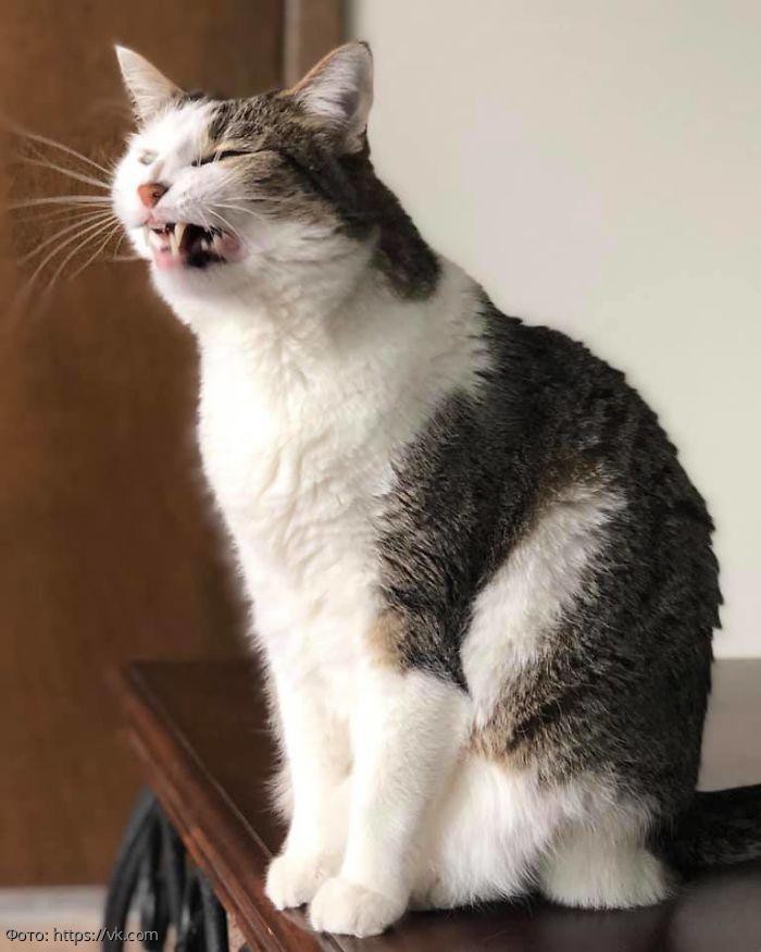 10 смешных котов, которых неожиданно сфотографировали