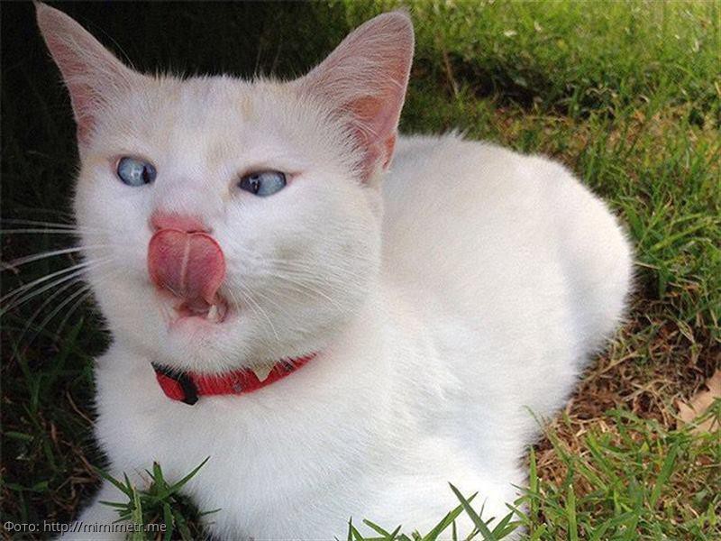 10 смешных котов, которых неожиданно сфотографировали