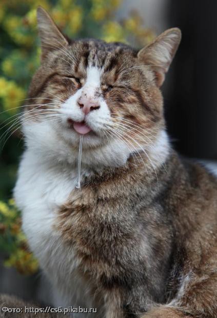 10 смешных котов, которых неожиданно сфотографировали