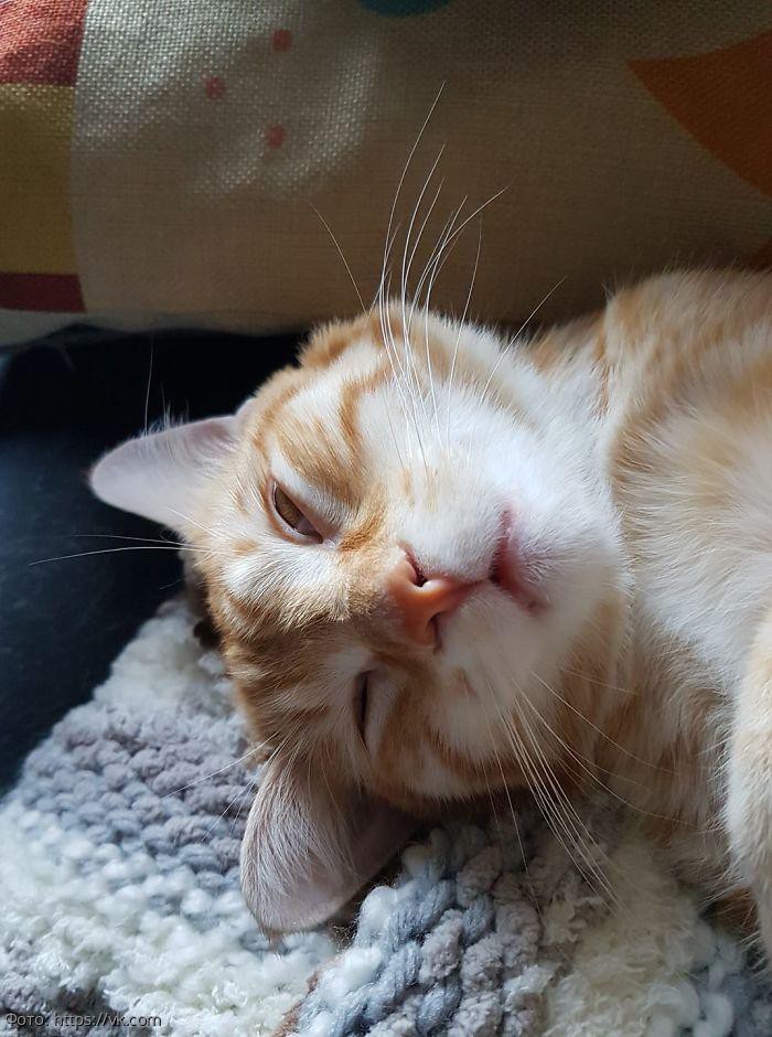 10 смешных котов, которых неожиданно сфотографировали