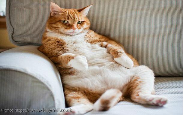 10 фото, доказывающих, что коты захватывают мир