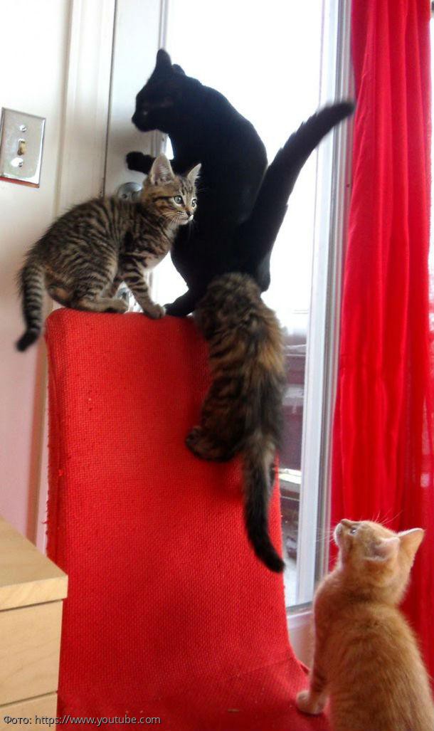 10 фото, доказывающих, что коты захватывают мир