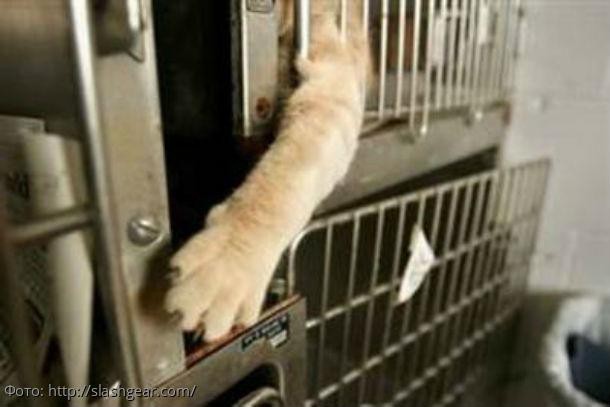 10 фото, доказывающих, что коты захватывают мир