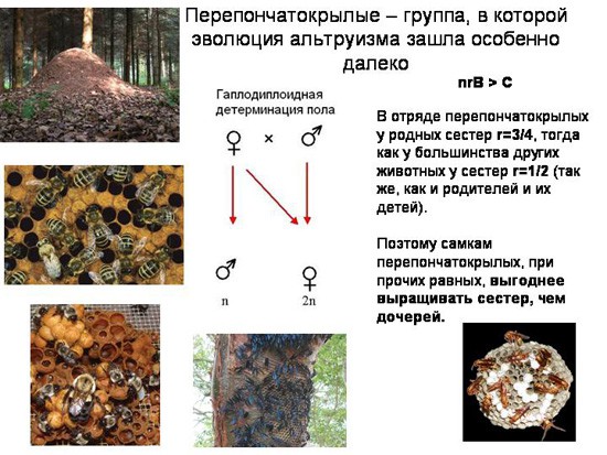 Эволюционные основы человеческого альтруизма. Часть 1-3