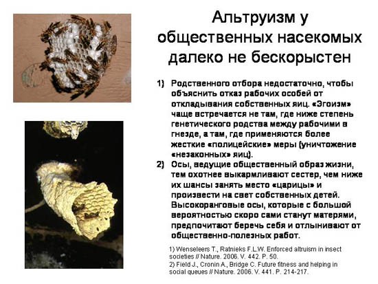 Эволюционные основы человеческого альтруизма. Часть 1-3